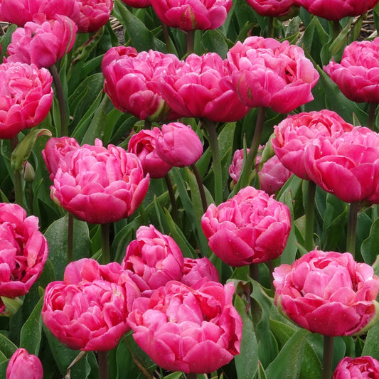 Dubbele tulpen Amazing Grace - Tulipa 'amazing grace' - Voorjaarsbloeiers