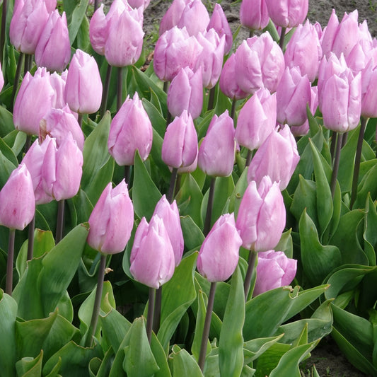 Tulpen Triomphe Candy Prince - Tulipa 'candy prince' - Voorjaarsbloeiers