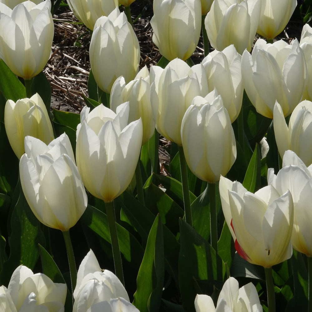 Tulpen Fosteriana Purissima - Tulipa 'purissima' - Bloembollen