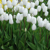 Tulpen Triomphe Royal Virgin - Tulipa 'royal virgin' - Bloembollen