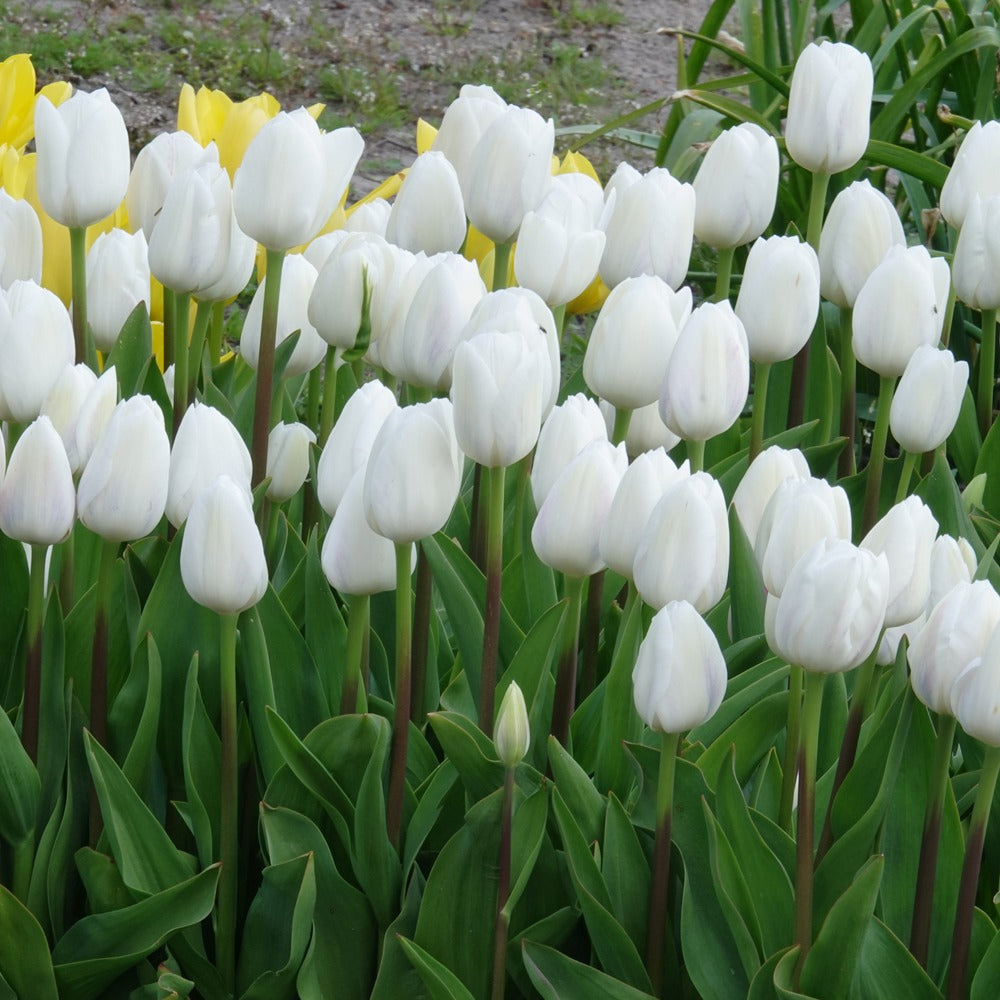 Tulpen Triomphe Royal Virgin - Tulipa 'royal virgin' - Bakker