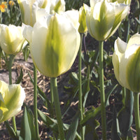 Tulpen Triomphe Green Spirit - Tulipa 'green spirit' - Voorjaarsbloeiers