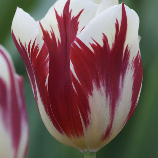 Tulpen Triomphe Grand Perfection - Tulipa 'grand perfection' - Bloembollen