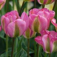 Tulpen Viridiflora Groenland - Tulipa 'groenland' - Bloembollen