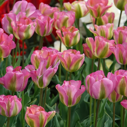 Tulpen Viridiflora Groenland - Tulipa 'groenland' - Voorjaarsbloeiers