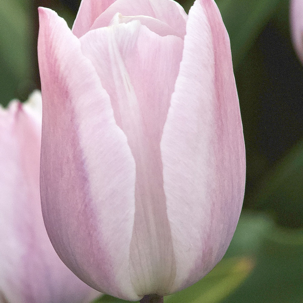 Tulpen Triomphe Silver Cloud - Tulipa 'silver cloud' - Bloembollen