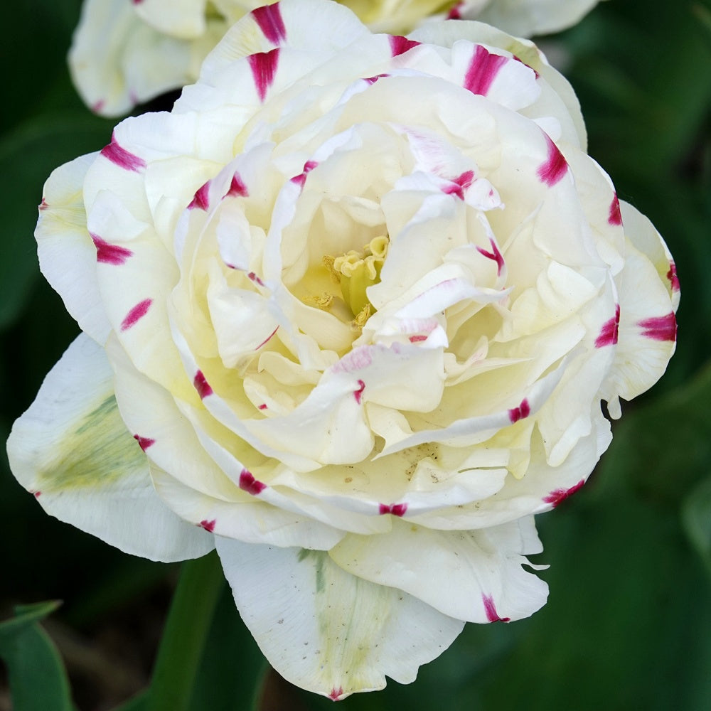 Dubbele tulpen Dance line - Tulipa Danceline - Bakker