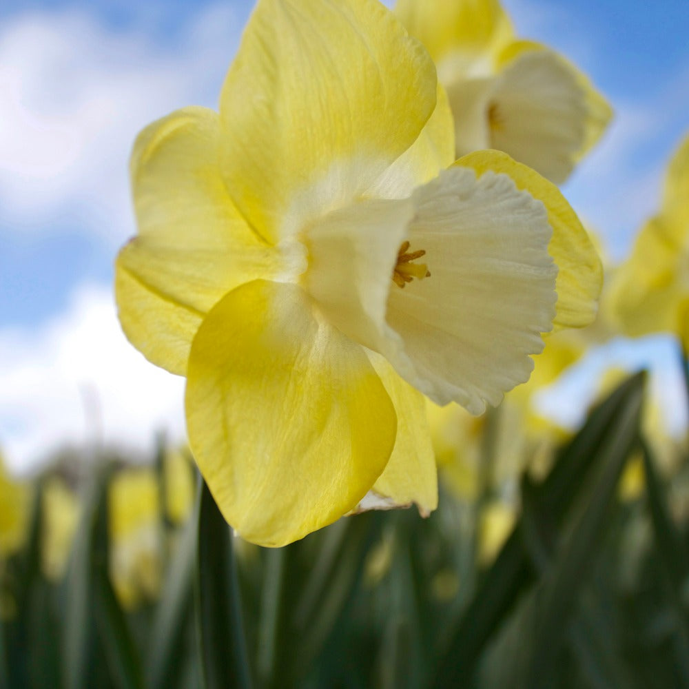 Narcissen met grote kroon Avalon (x5) - Bakker