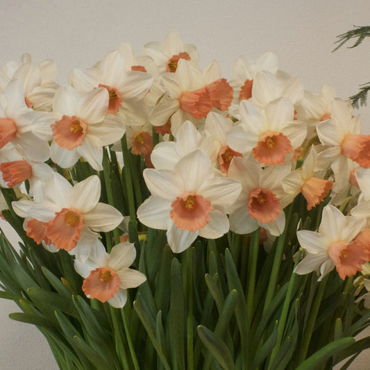 Narcissen Iwona (x10) - Narcissus 'iwona' - Bloembollen