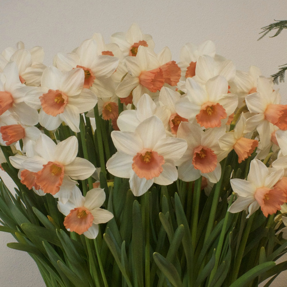 Narcissen Iwona (x10) - Narcissus 'iwona' - Bloembollen