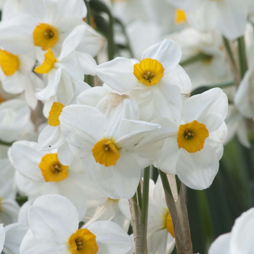 Narcissen Geranium (x5) - Narcissus 'geranium' - Bakker