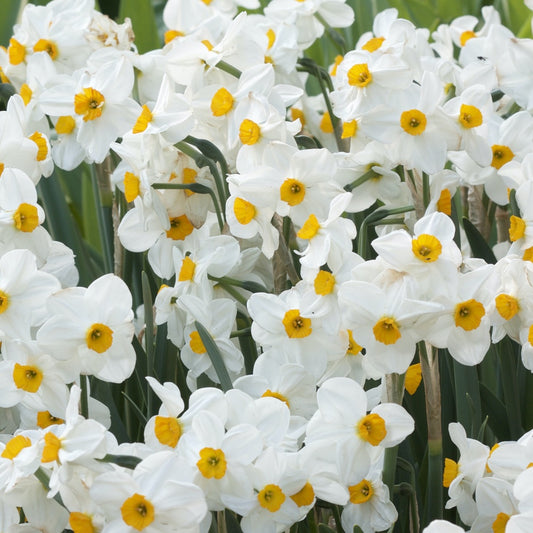 Narcissen Geranium (x5) - Narcissus 'geranium' - Voorjaarsbloeiers