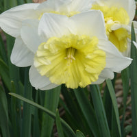 Narcissen met grote kroon Ice follies (x5) - Narcissus 'ice follies' - Bloembollen