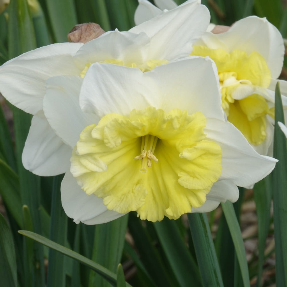 Narcissen met grote kroon Ice follies (x5) - Narcissus 'ice follies' - Bloembollen