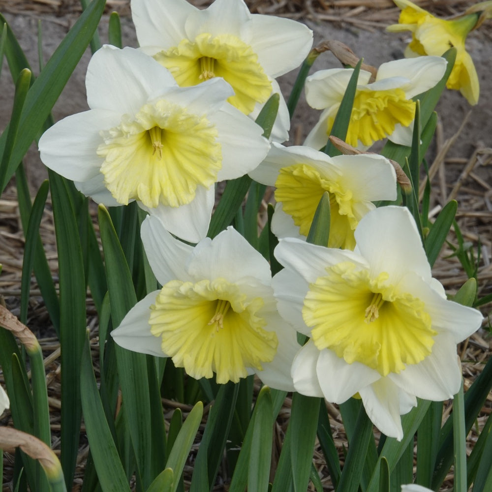 Narcissen met grote kroon Ice follies (x5) - Narcissus 'ice follies' - Bakker