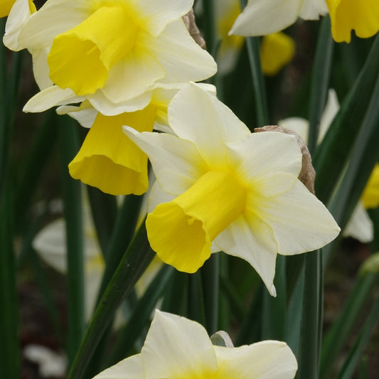 Narcissen Golden Echo (x7) - Bakker