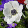 Anemonen coronaria The Bride - Anemone coronaria 'the bride' - Bloembollen