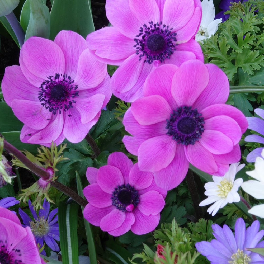 Anemonen coronaria roze - Bakker