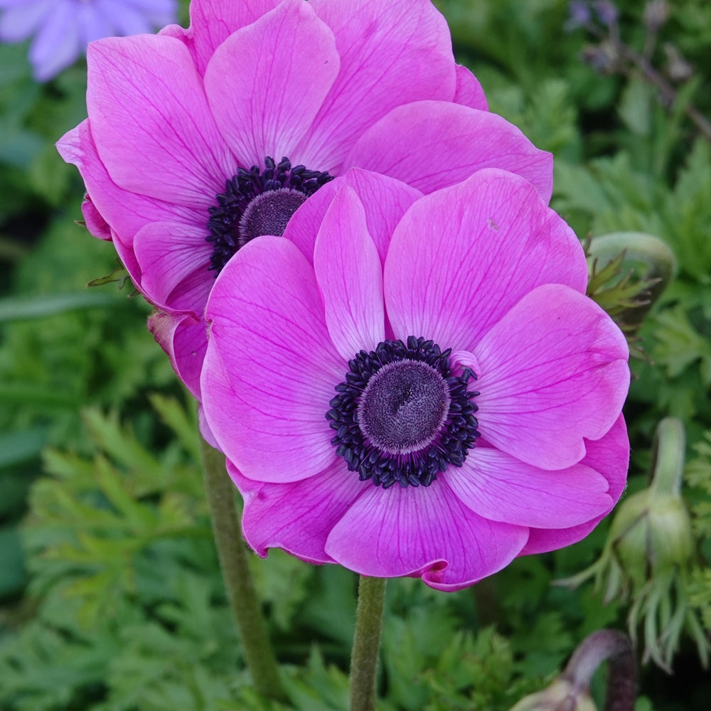 Anemonen coronaria roze - Anemone 'sylphide' - Bakker