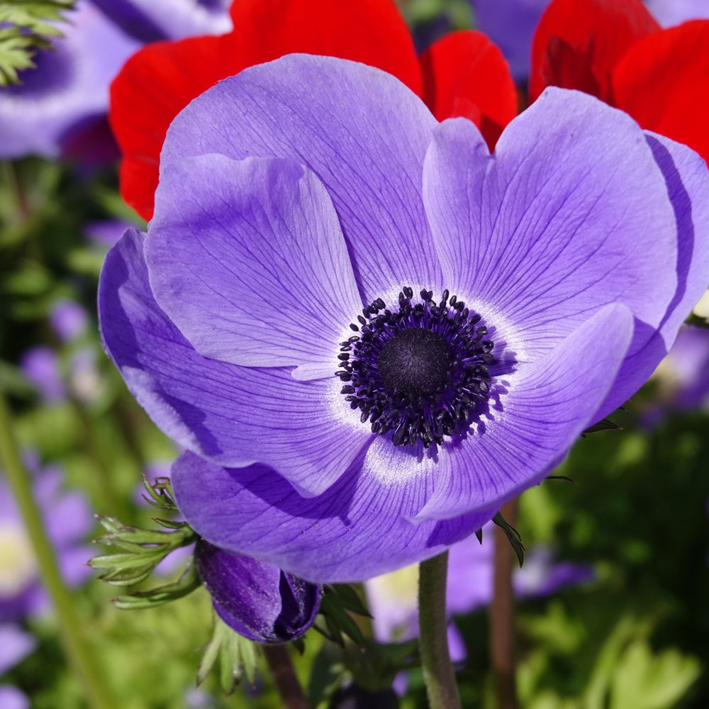 Anemonen coronaria blauw - Anemone 'm.fokker' - Bakker