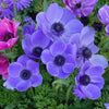 Anemonen coronaria blauw - Anemone 'm.fokker' - Voorjaarsbloeiers