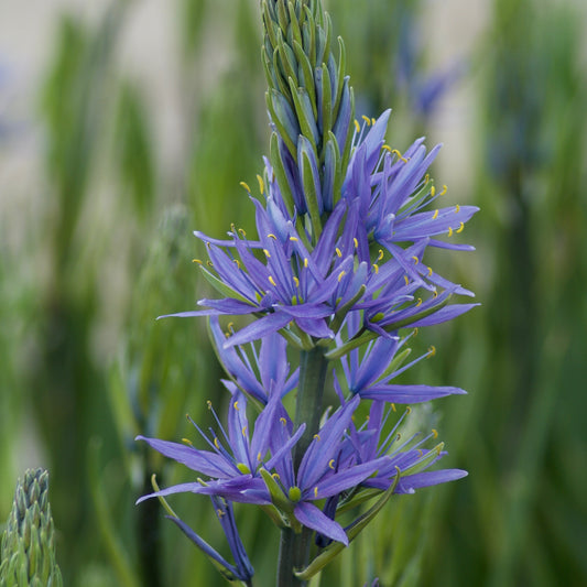 Blauwe Leichtlins camassia's - Camassia 'leichtlinii' subsp. suksdorfii - Bloembollen