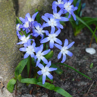 Sneeuwglorie 'Forbesii' - Chionodoxa 'forbesii' - Bloembollen