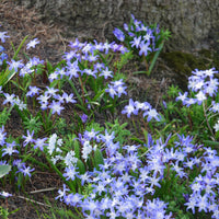 Sneeuwglorie 'Forbesii' - Chionodoxa 'forbesii' - Voorjaarsbloeiers