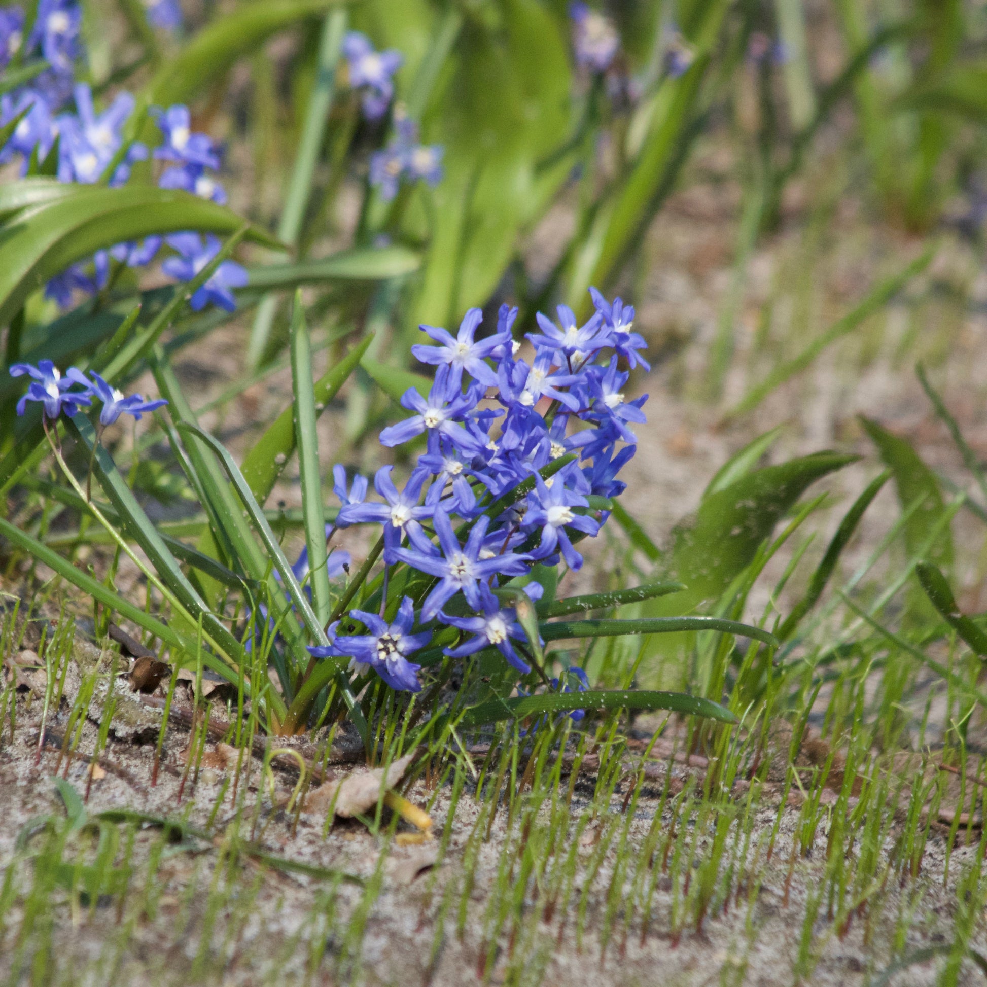 Sneeuwglorie 'Luciliae' - Chionodoxa 'luciliae' - Bloembollen