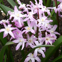 Sneeuwglorie 'Pink Giant' - Chionodoxa 'pink giant' - Bloembollen