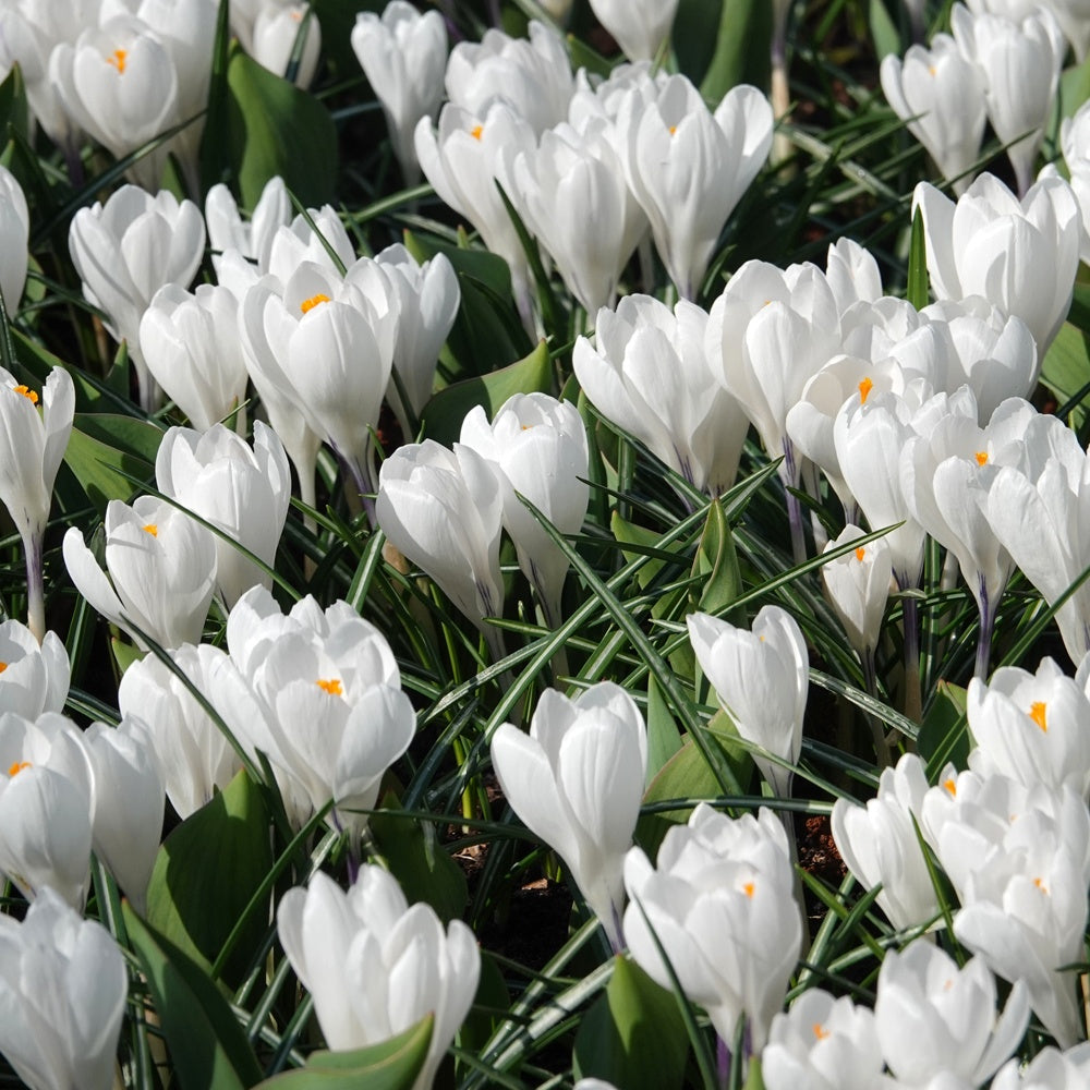 Grote Bloemkrokussen Jeanne d'Arc - Crocus 'jeanne d'arc' - Bakker