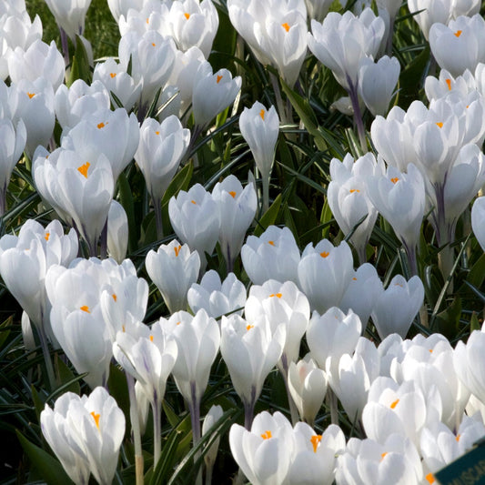 Grote Bloemkrokussen Jeanne d'Arc - Crocus 'jeanne d'arc' - Voorjaarsbloeiers