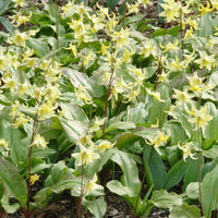 Pagode erythronium - Erythronium 'pagoda'