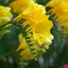 Gele Freesia - Freesia 'yellow' - Bloembollen