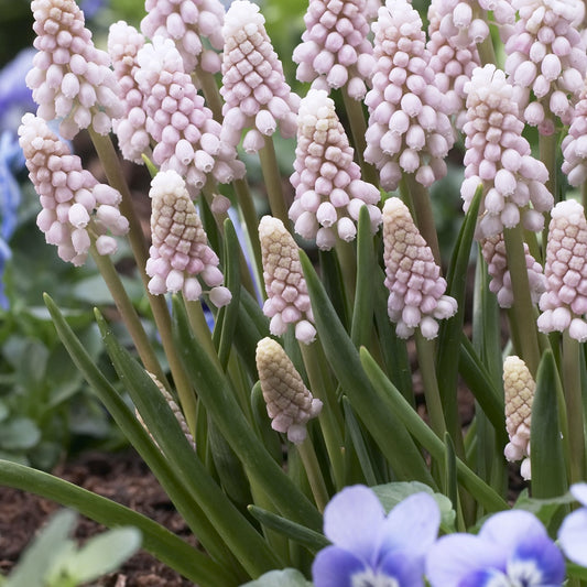 Roze Muscari Pink Sunrise - Bakker