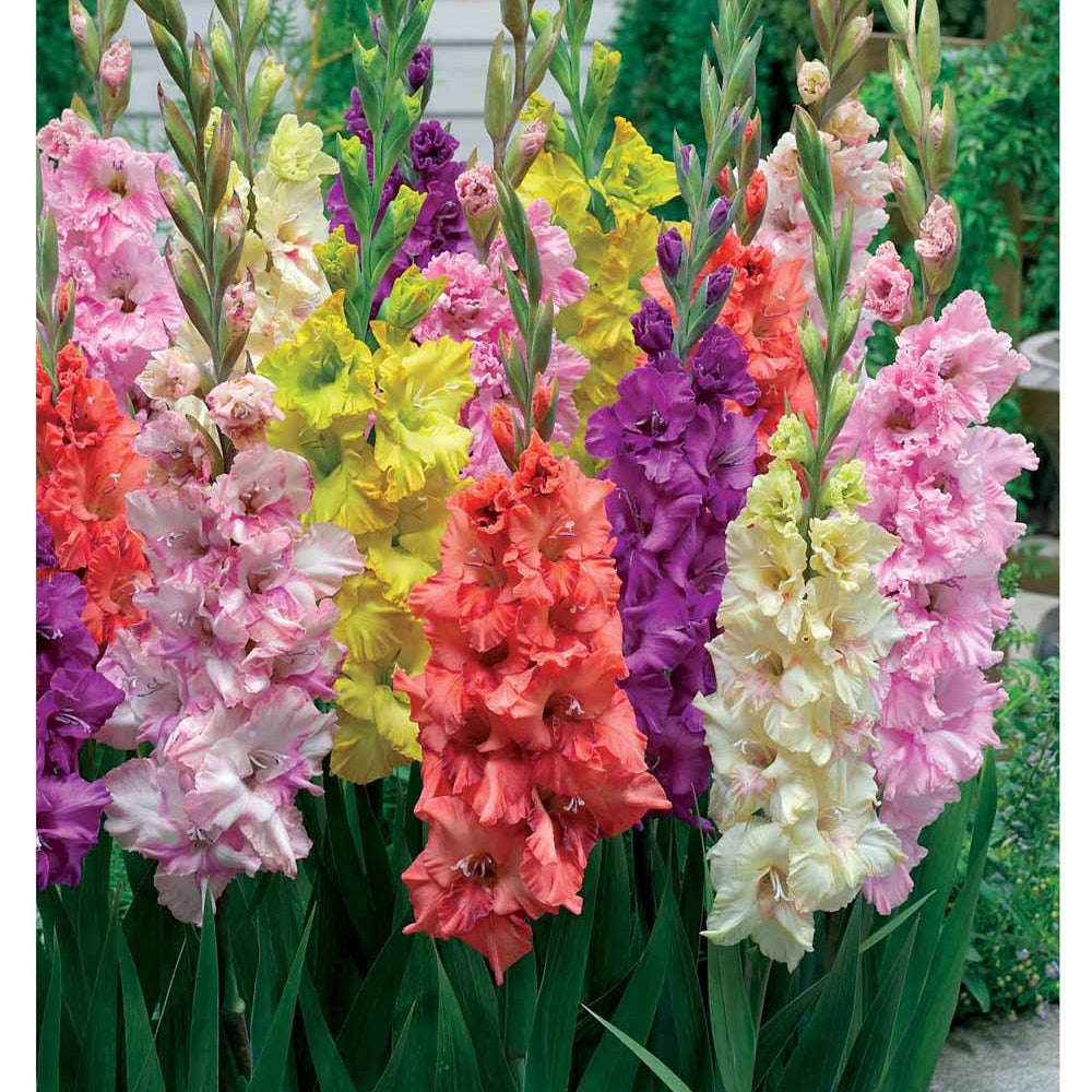 Gladiool Mix (x25) - Bakker