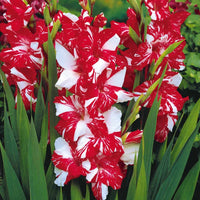 Gladiolus zizanie - Grootbloemige gladiool 'Zizanie' (x25) - Gladiolen