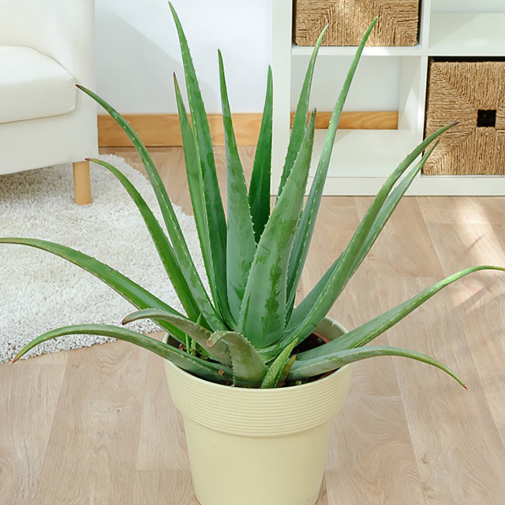 Cactussen en vetplanten - Aloë vera - Aloe vera