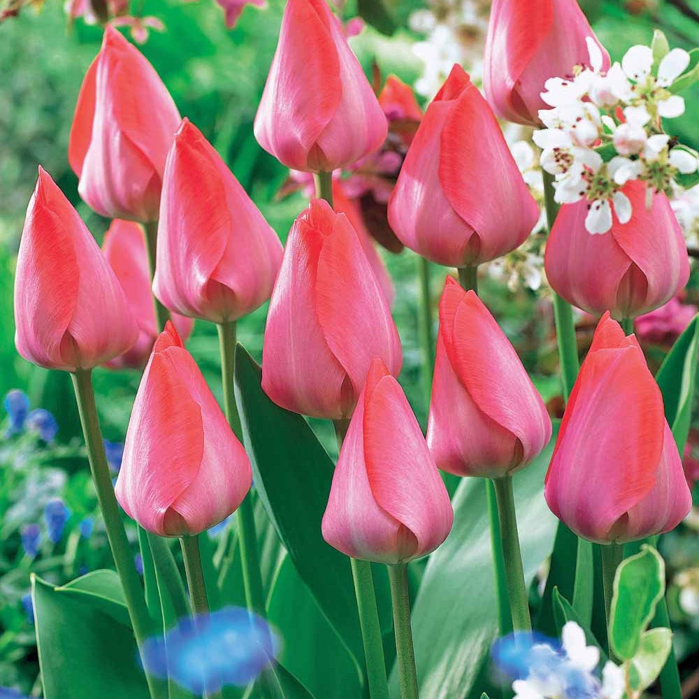 Tulp 'Van Eijk' (x10) - Tulipa Van Eijk - Bakker