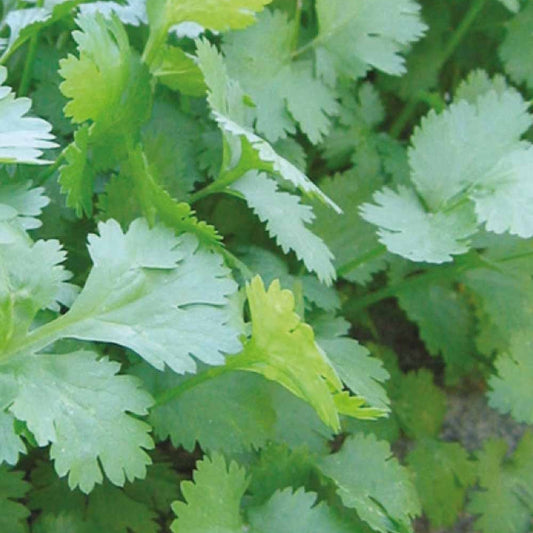 Koriander - Coriandrum sativum marino - Moestuin