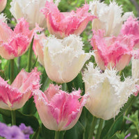 Gefranjerde tulp Mix 'Huis ten Bosch' + 'Noordeinde' (x20) - Tulipa (huis ten bosch, noordeinde) - Bakker