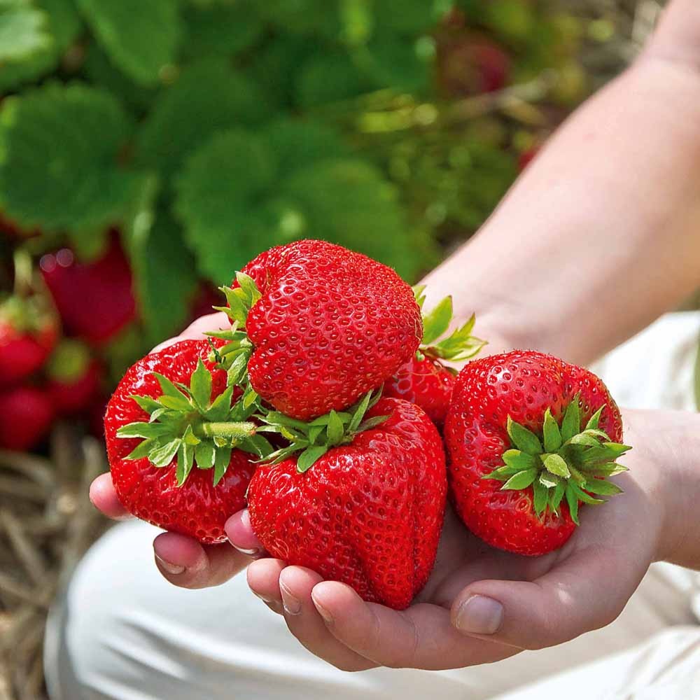 Aardbei (x60) - Fragaria 'maestro', 'maxim', 'mariguette' - Bakker