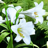 5x Lelie Lilium 'White Heaven' wit - Alle populaire bloembollen