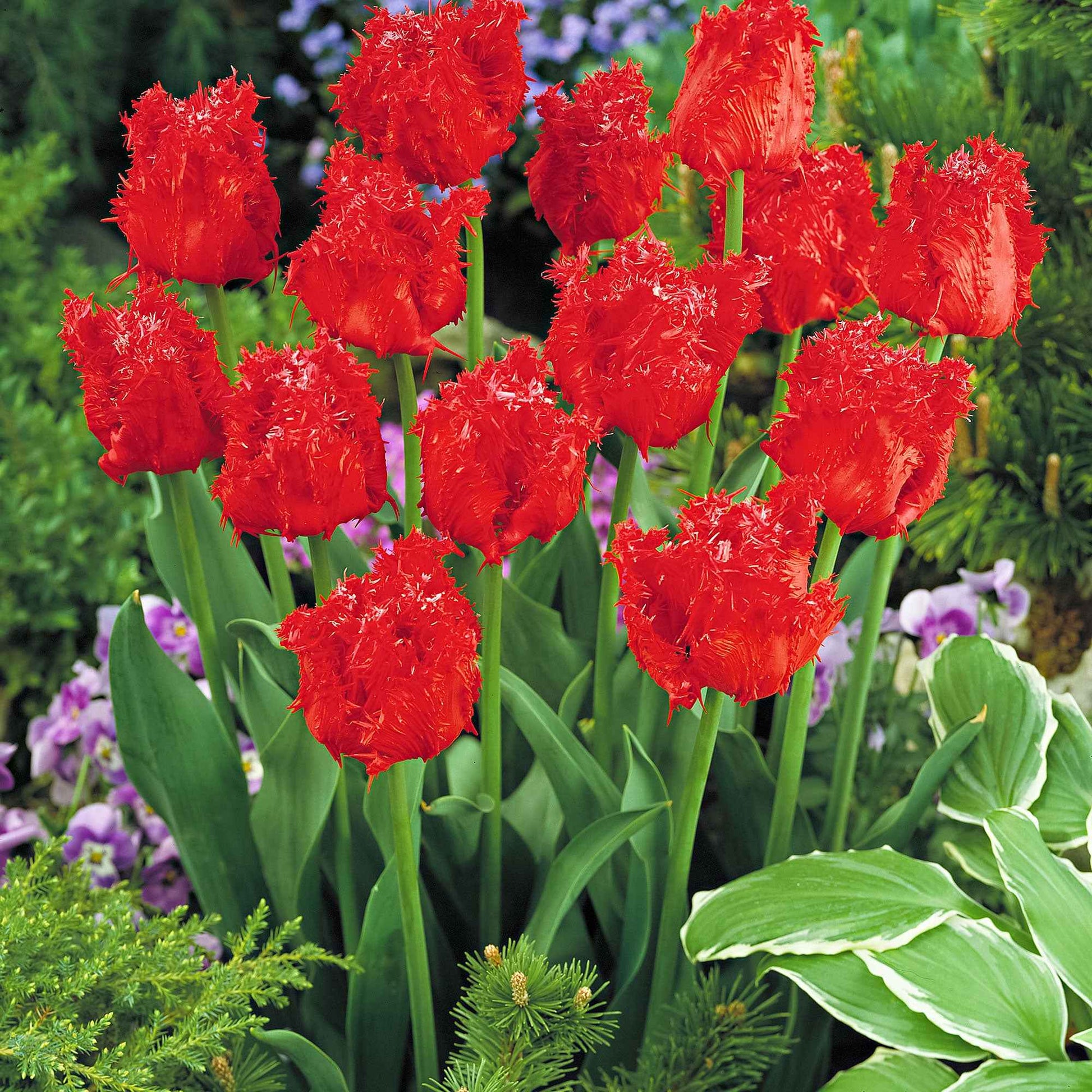 10x Gefranjerde tulpen Tulipa 'Barbados' rood - Alle populaire bloembollen
