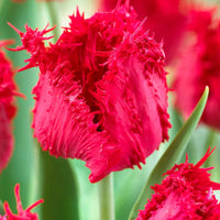 10x Gefranjerde tulpen Tulipa 'Barbados' rood - Alle bloembollen
