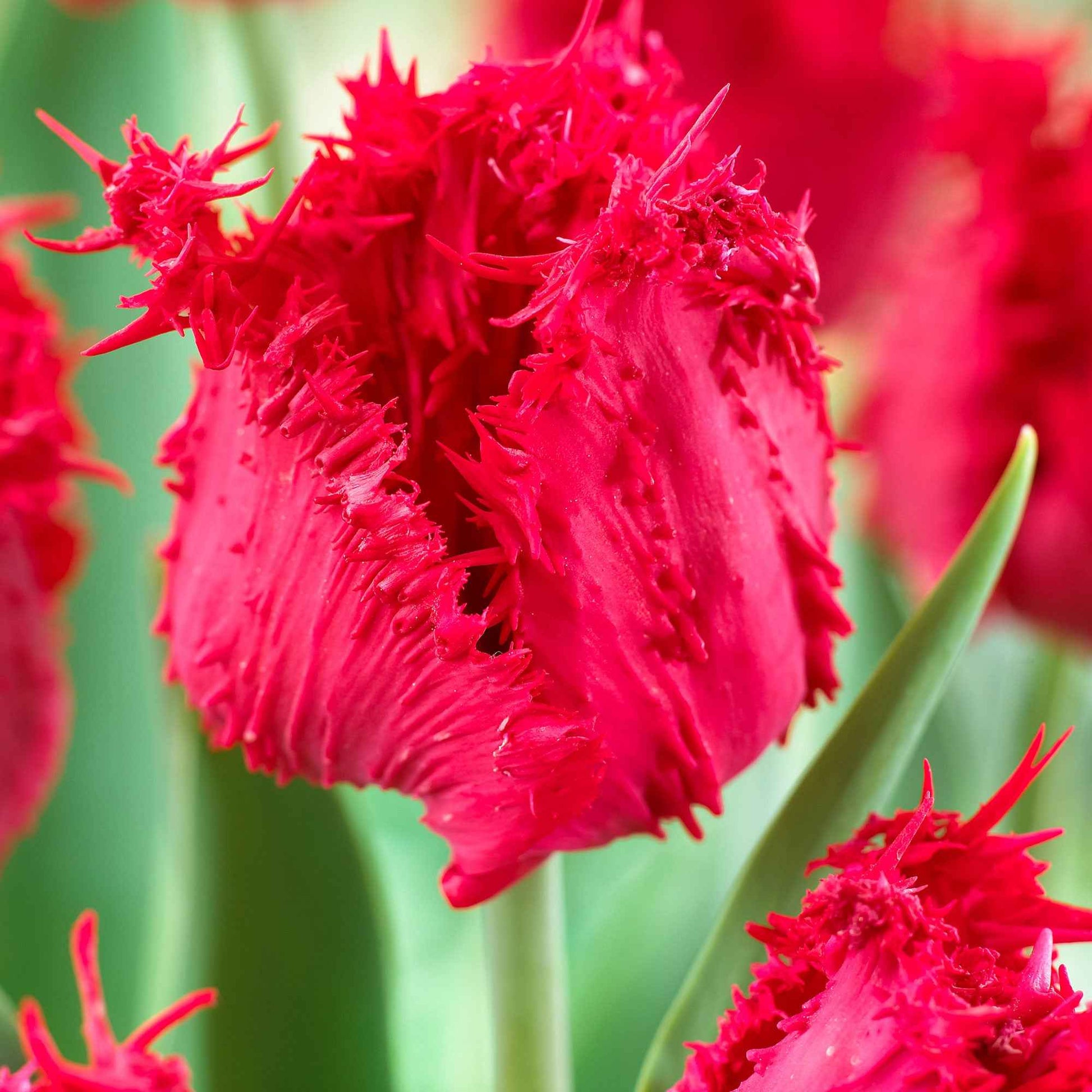 10x Gefranjerde tulpen Tulipa 'Barbados' rood - Bloembollen
