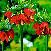 2x Keizerskroon Fritillaria 'Rubra maxima' rood Oranje-Rood - Alle bloembollen