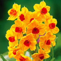 5x Narcis Narcissus 'Grand Soleil d'Or' oranje-geel - Alle bloembollen