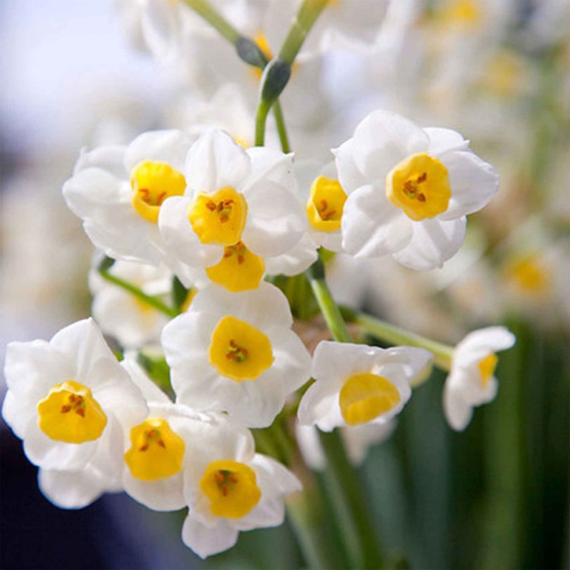 5x Narcis Narcissus 'Avalanche' wit-geel - Bloembollen