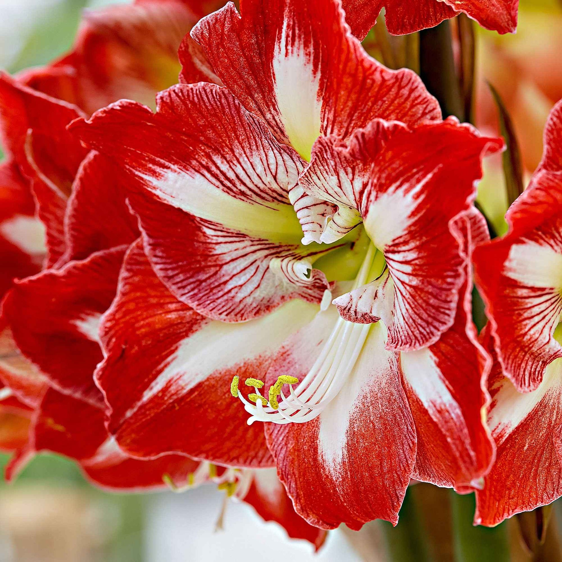 Amaryllis 'Minerva' rood-wit - Alle populaire bloembollen